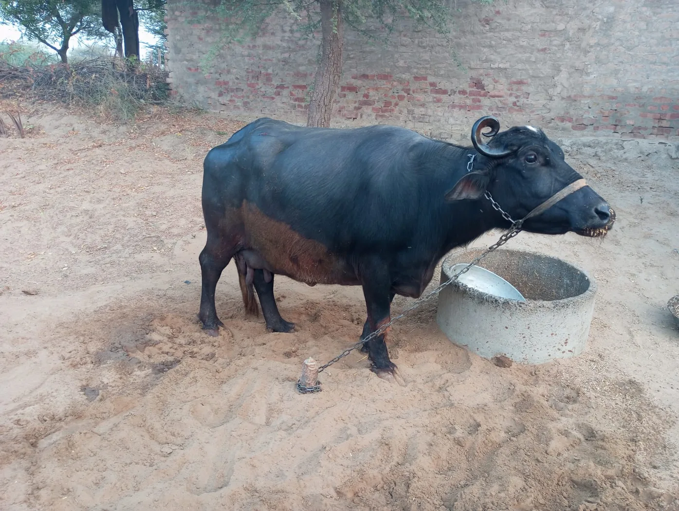 Murrah Buffalo M5320 in  RAJASTHAN