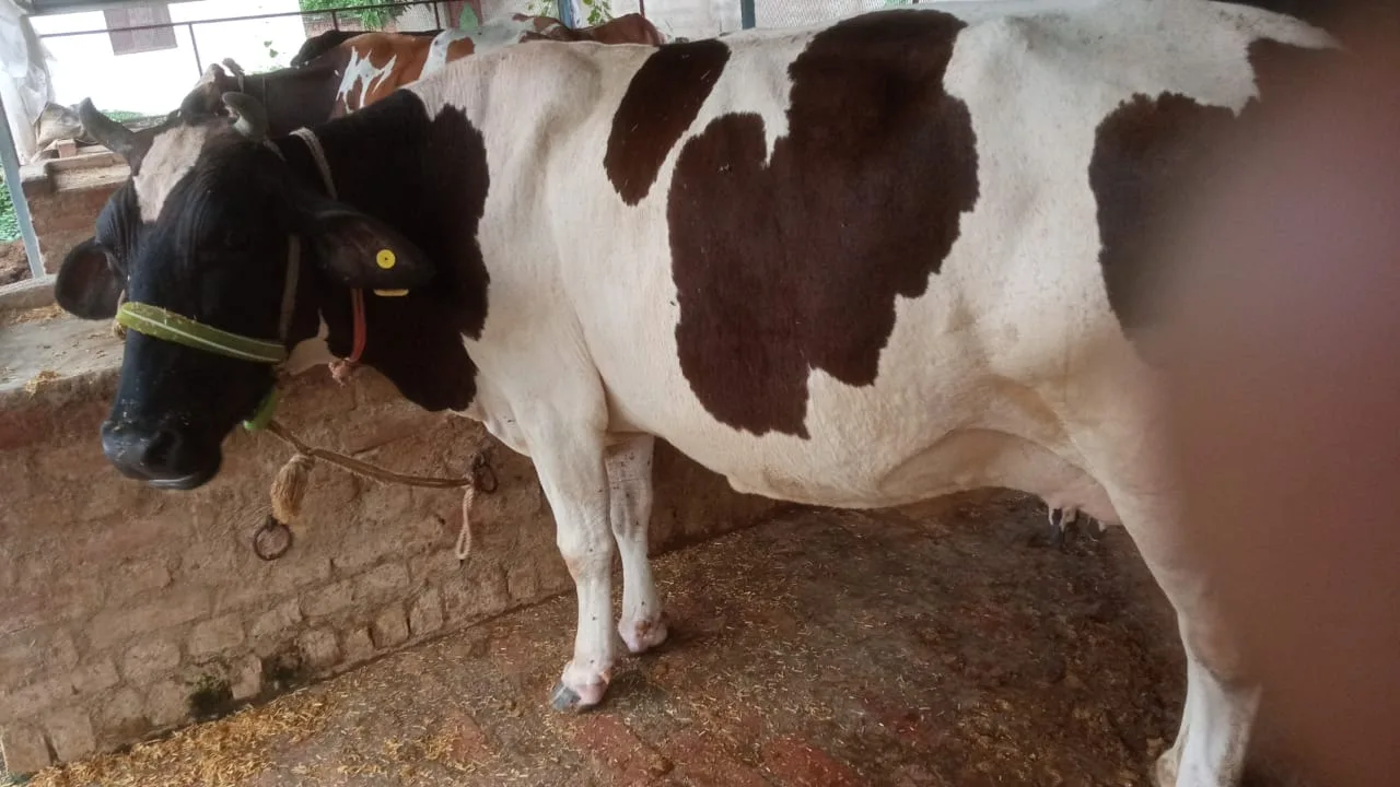 HF Cow in  UTTAR PRADESH