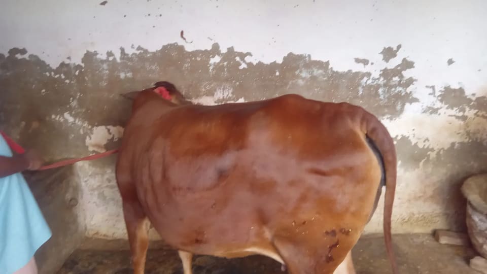 Sahiwal Heifer Cow S2014 in  UTTAR PRADESH