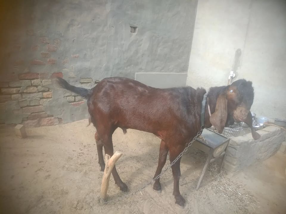 Beetal Goat B0524 in  RAJASTHAN