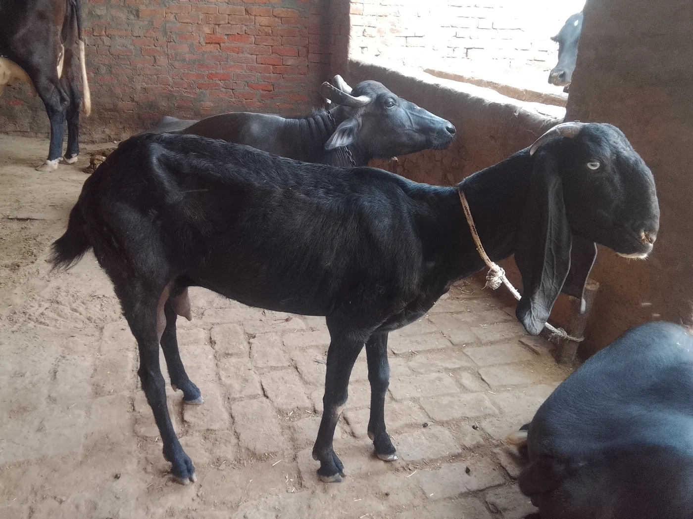 Beetal Goat B0526 in  PUNJAB