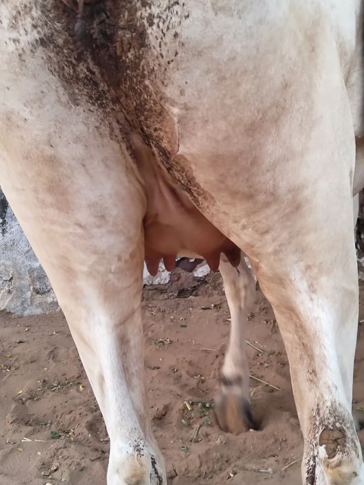Hariyana Cow in  RAJASTHAN