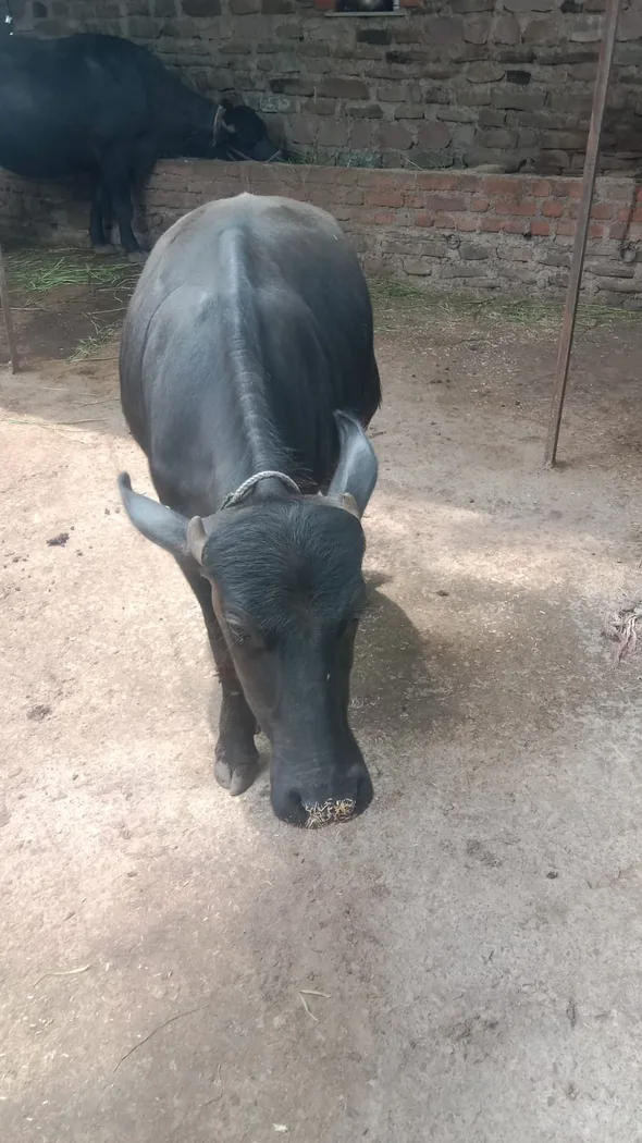 Murrah Buffalo in  RAJASTHAN