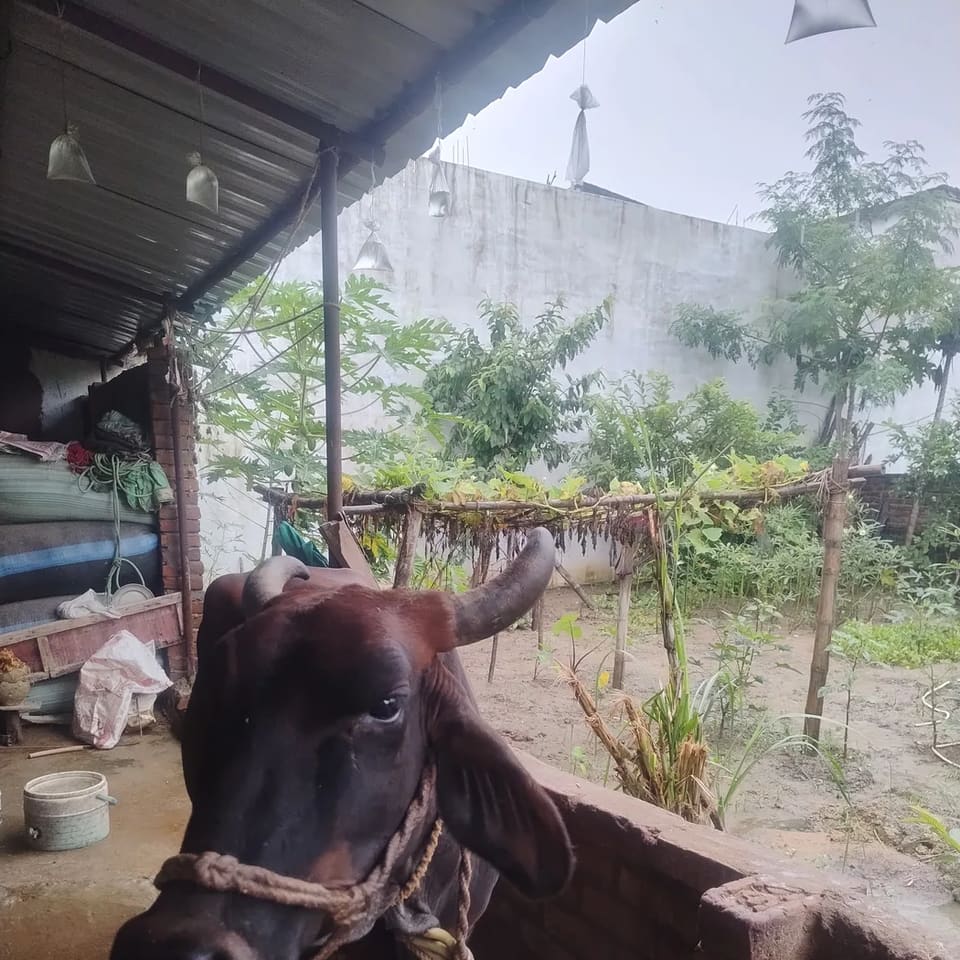 Gir Cow in  MADHYA PRADESH