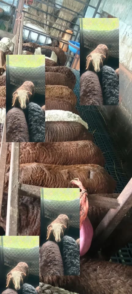 Coimbatore  Sheep in  KARNATAKA