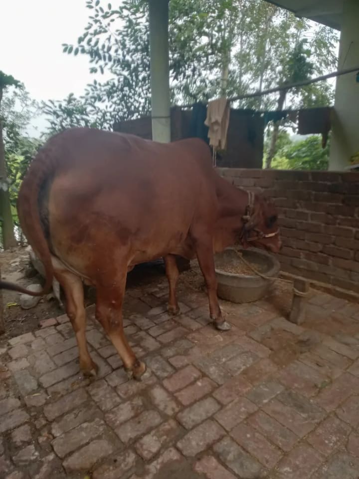 Sahiwal Cow in UTTAR PRADESH