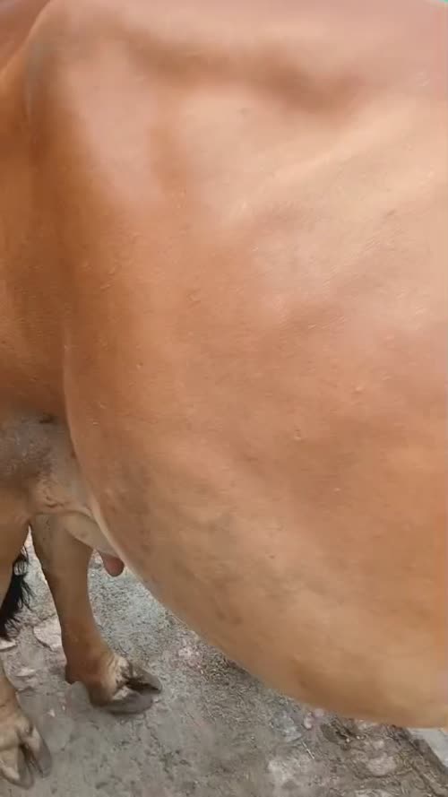 Gir Cow G2102 in  UTTAR PRADESH