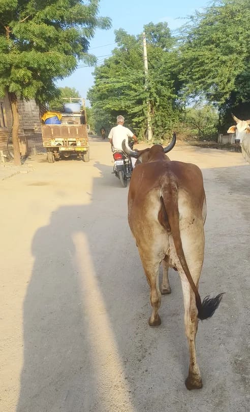 Gir Cow in  RAJASTHAN