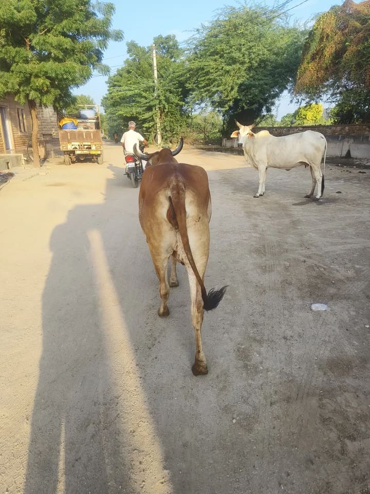 Gir Cow in  RAJASTHAN