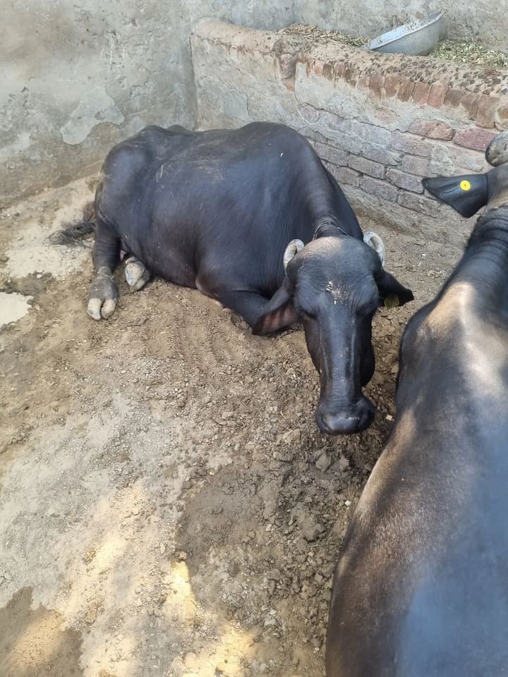 Murrah Buffalo in  RAJASTHAN