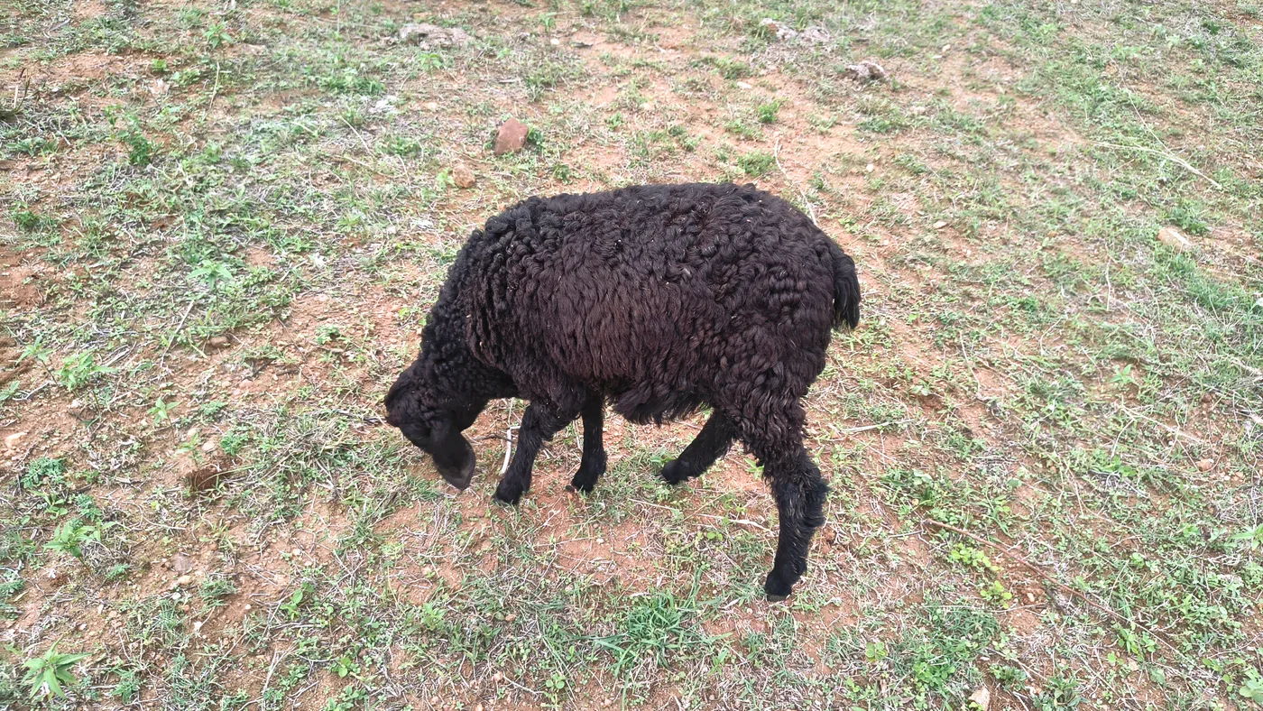 Deccani Sheep in  TAMIL NADU