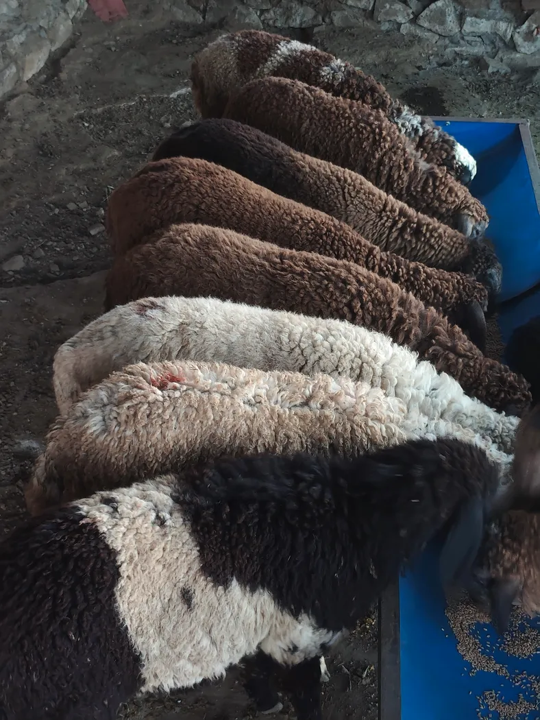 Deshi Sheep O0100 in  MAHARASHTRA