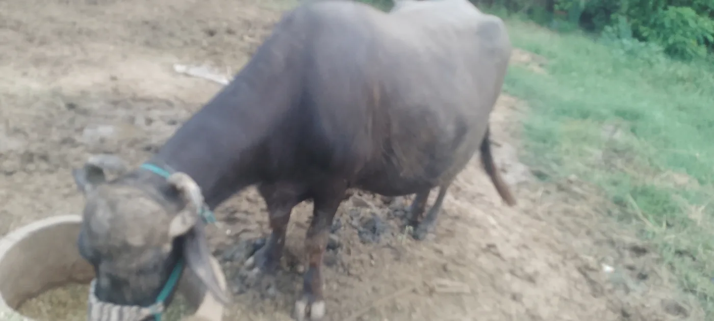 Jafarabadi Buffalo J0457 in RAJASTHAN