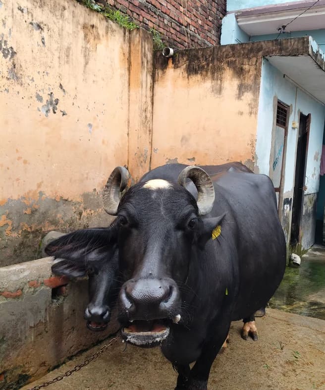 Murrah Buffalo in  UTTAR PRADESH