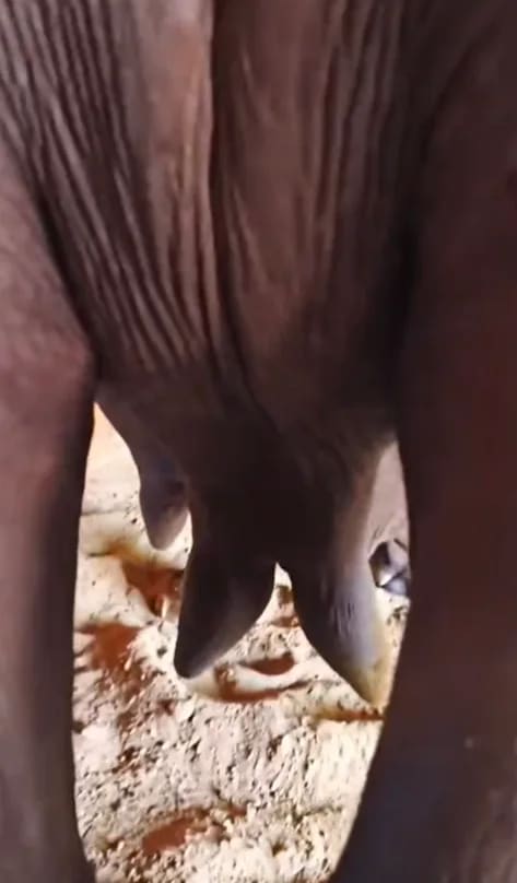 Murrah Buffalo in  HARYANA