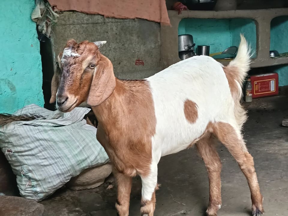 Jakhrana Goat in  BIHAR