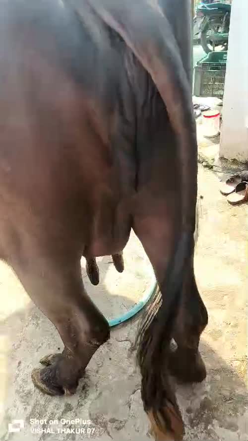 Jafarabadi Buffalo J0502 in  MADHYA PRADESH