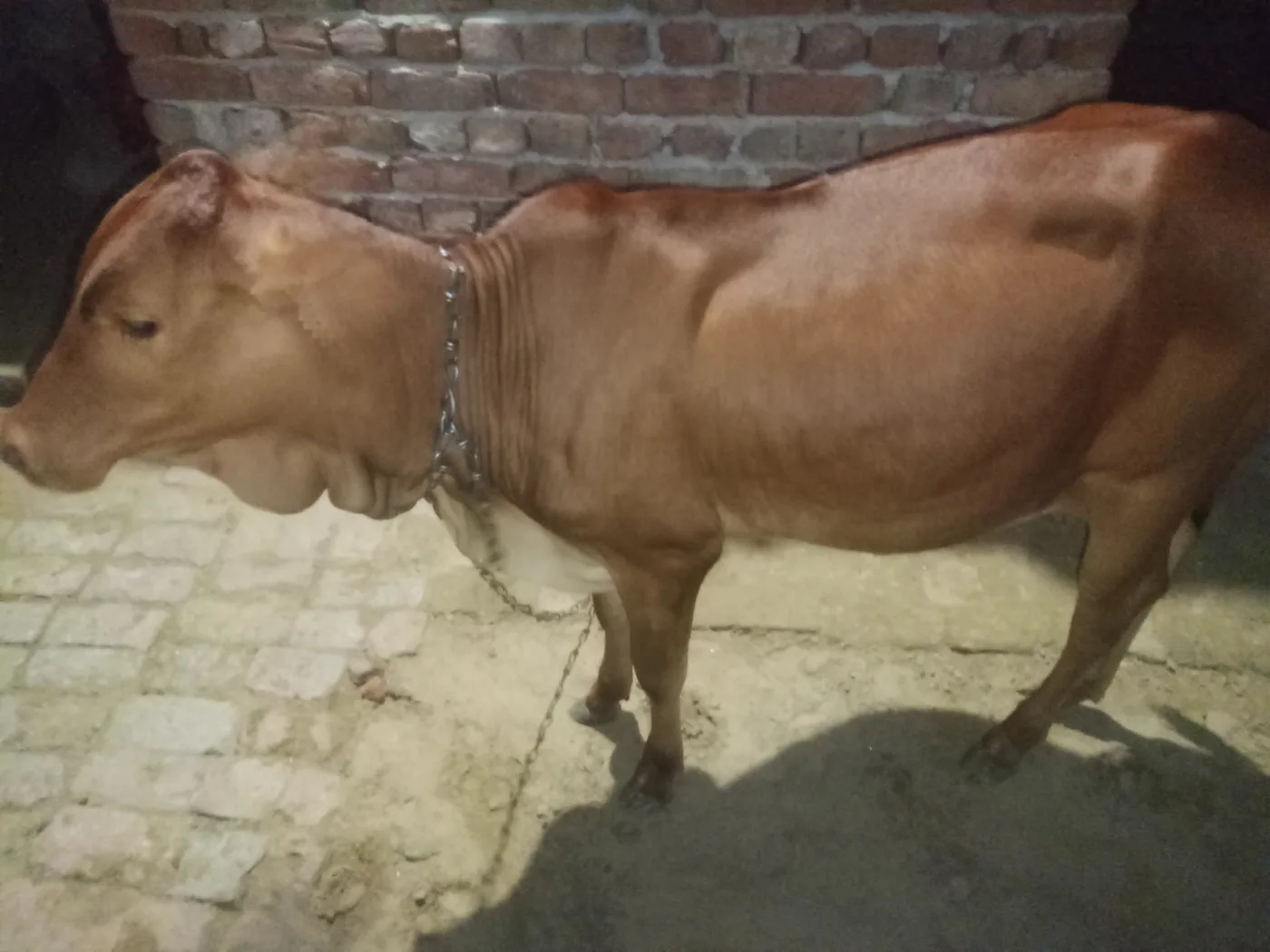 Gir Cow in  HARYANA