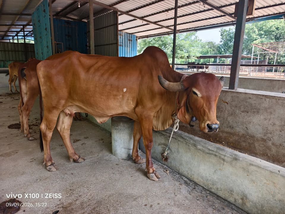 Gir Cow in  GUJARAT