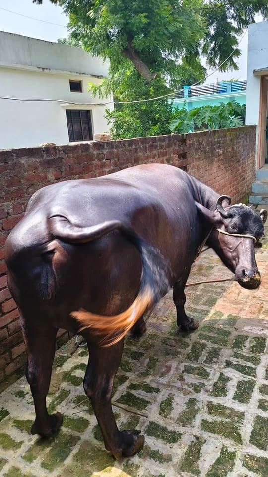 Murrah Buffalo in  UTTAR PRADESH