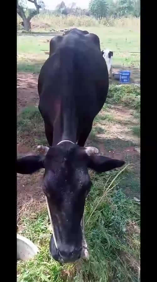 American Cow O0583 in  RAJASTHAN