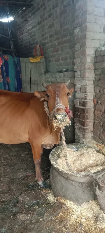 Sahiwal Cow in  UTTAR PRADESH