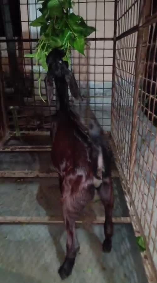 Jakhrana Goat J0227 in  UTTARAKHAND