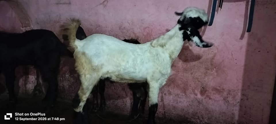 Black Bengal Goat in  GUJARAT