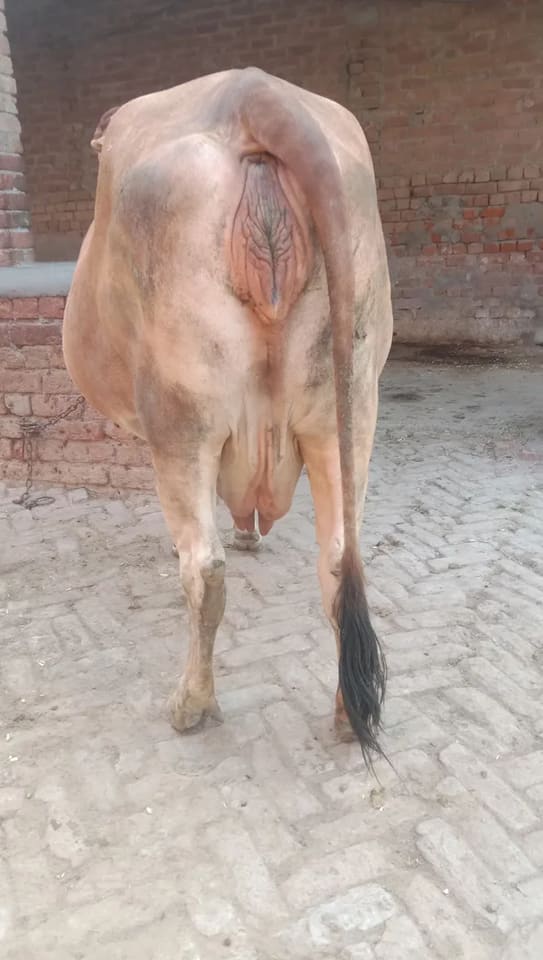 Sahiwal Cow in  HARYANA
