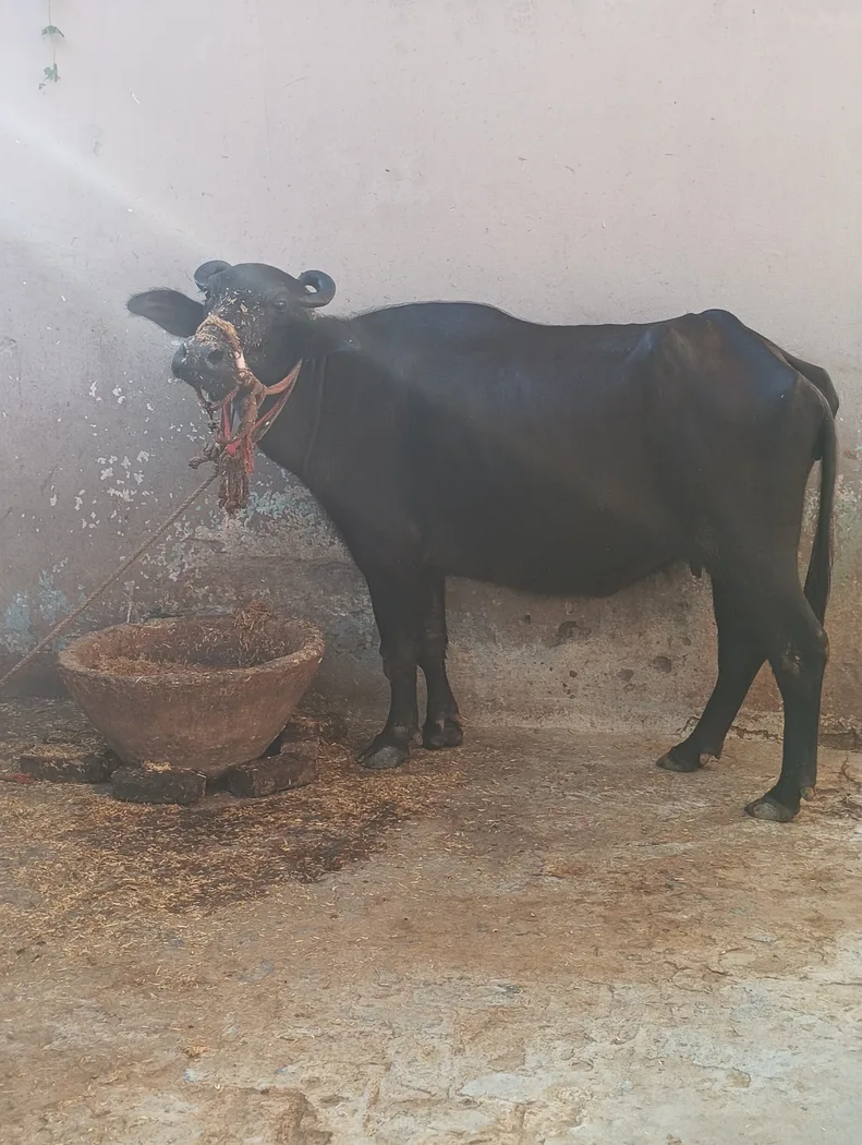 Murrah Buffalo in  UTTAR PRADESH
