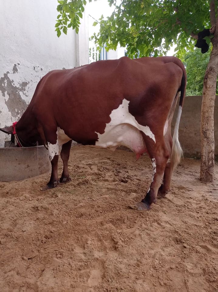 Hf Cow O0471 in  RAJASTHAN