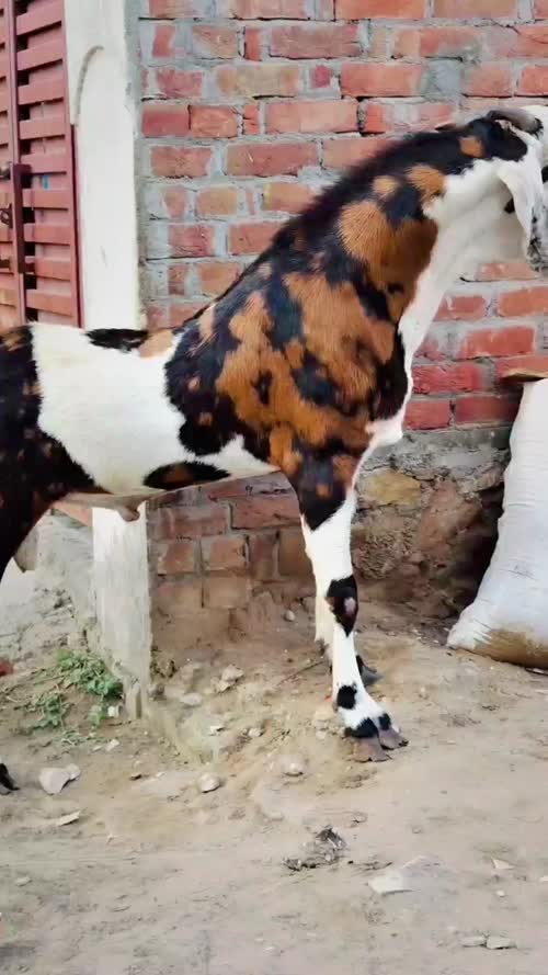 अजमेरा बकरा O0883 in  UTTAR PRADESH