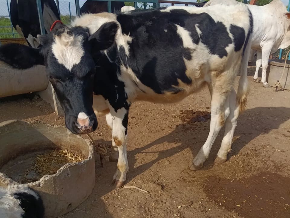 HF Cow in  MAHARASHTRA