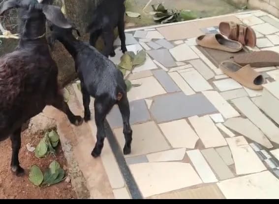 Black Bengal Goat B0103 in  KERALA
