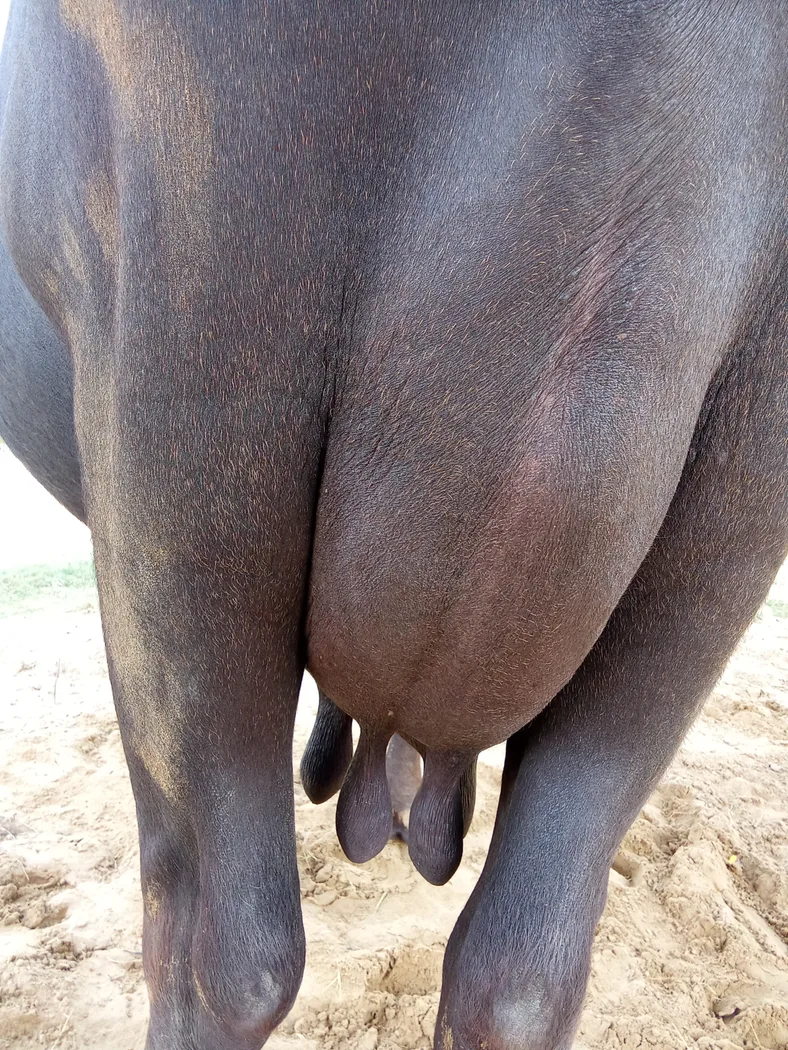 Others Buffalo in  RAJASTHAN