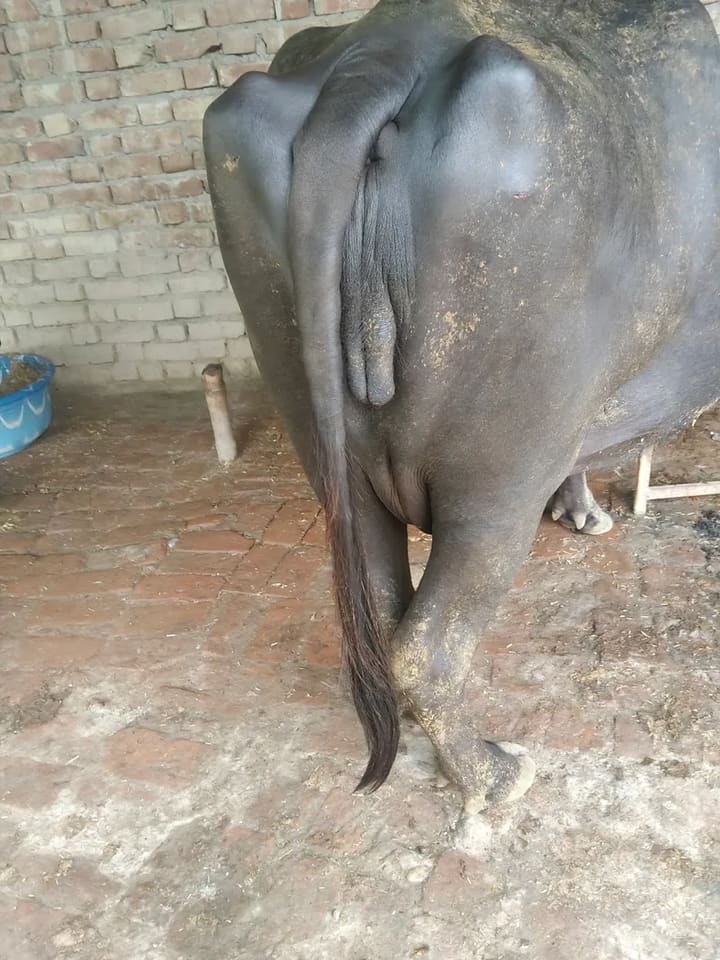 Others Buffalo in  UTTAR PRADESH