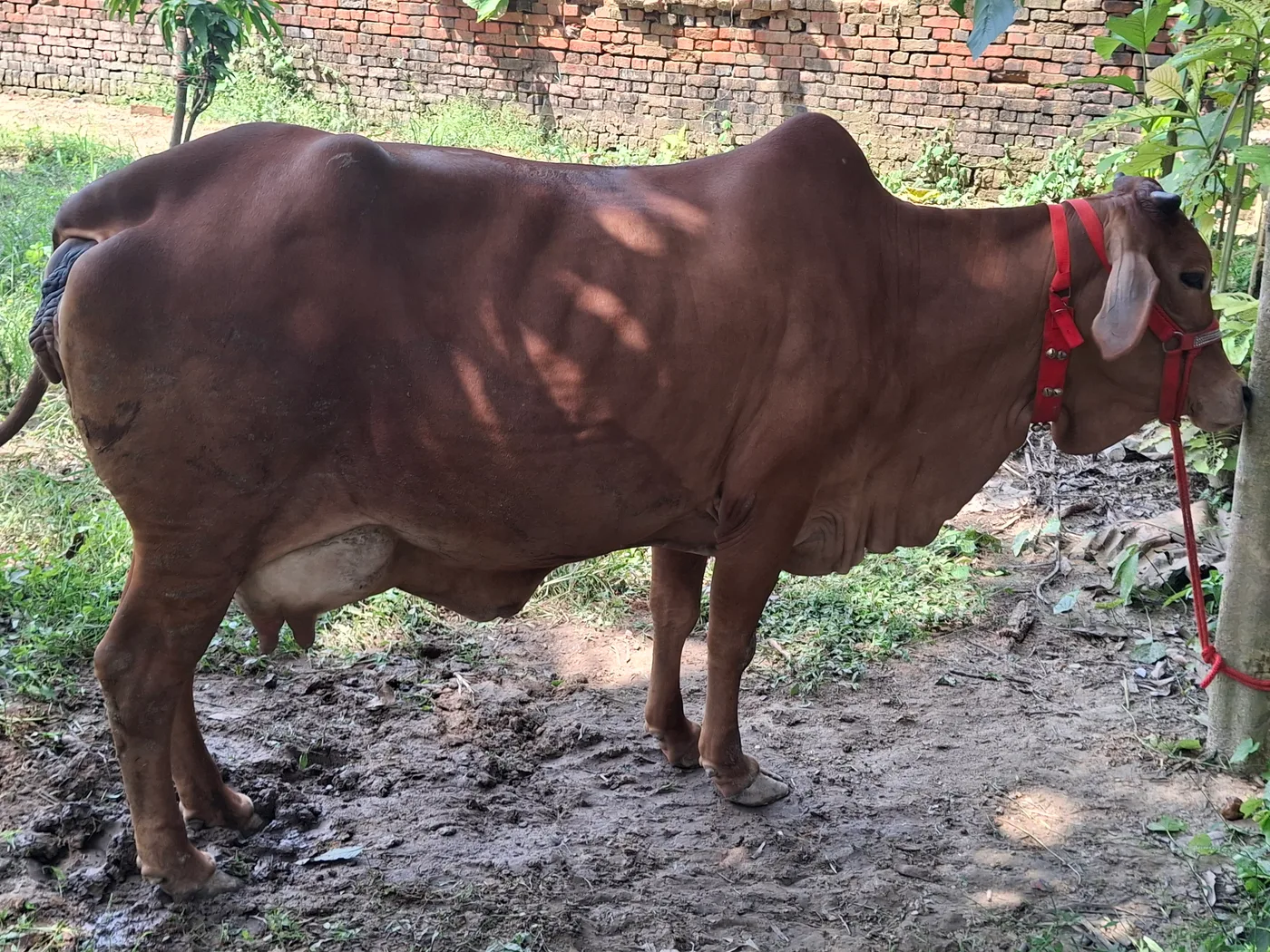Sahiwal Cow S1984 in  UTTAR PRADESH