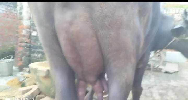 Murrah Buffalo in  UTTAR PRADESH
