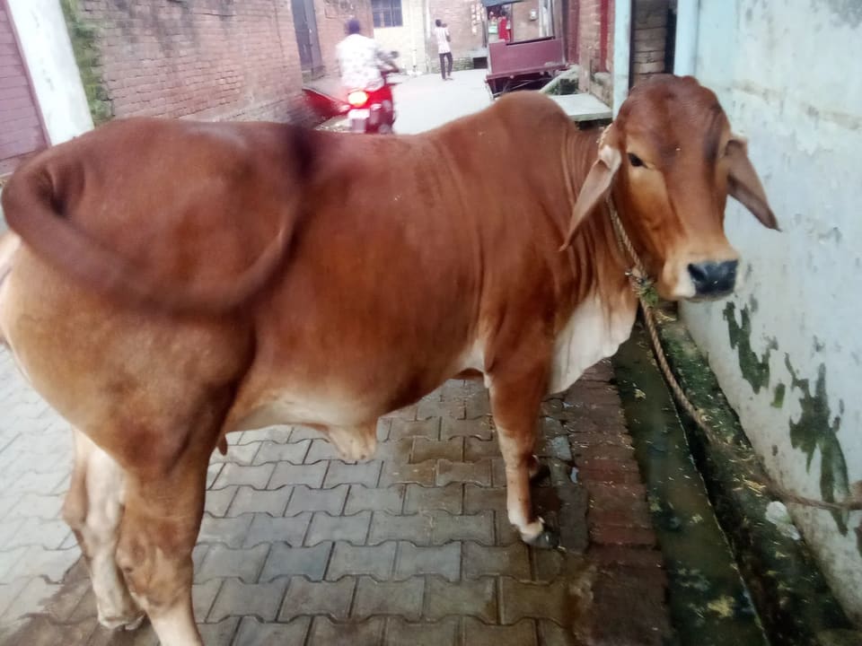Sahiwal Cow in  UTTAR PRADESH