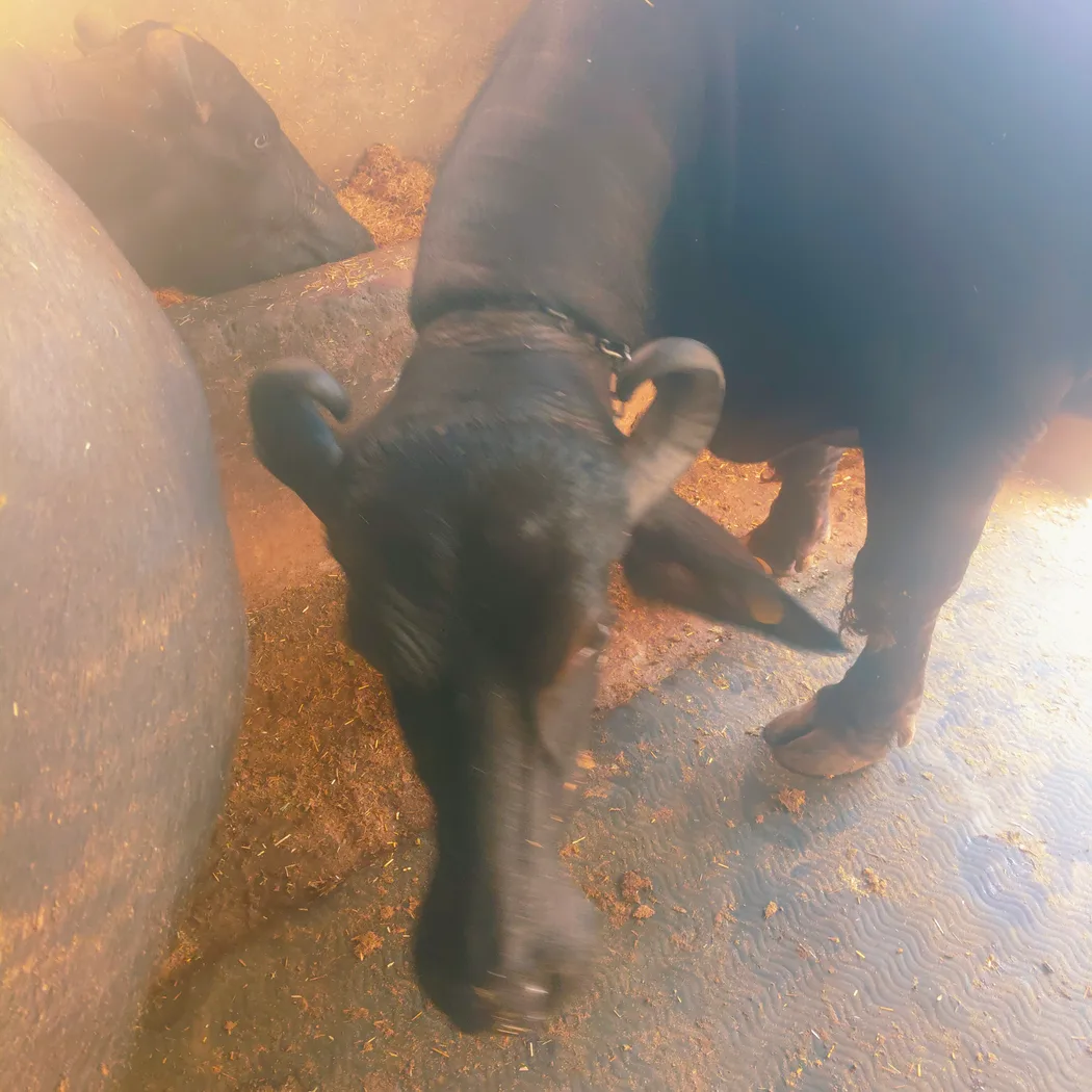 Murrah Buffalo in  HARYANA