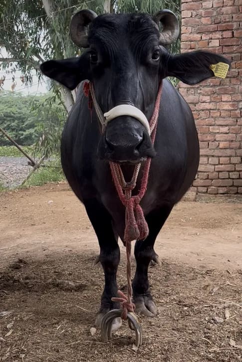 Murrah Buffalo in  HARYANA