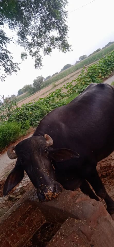 Murrah Buffalo in  UTTAR PRADESH