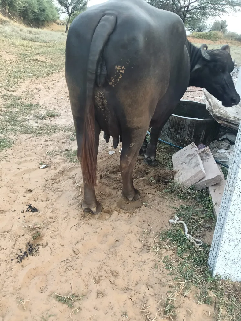 Murrah Buffalo in  RAJASTHAN