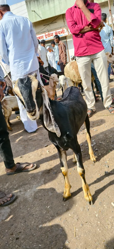 Sirohi Goat in  MAHARASHTRA