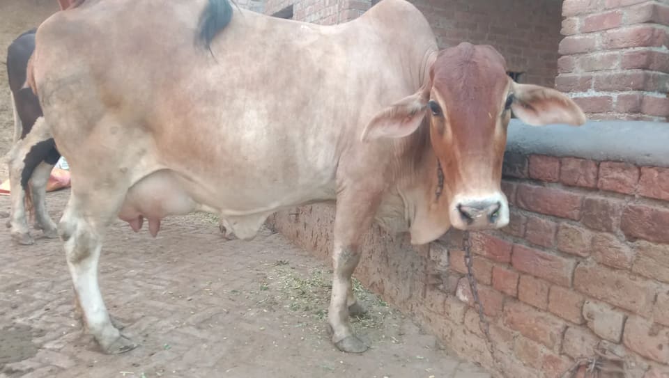 Sahiwal Cow in  HARYANA