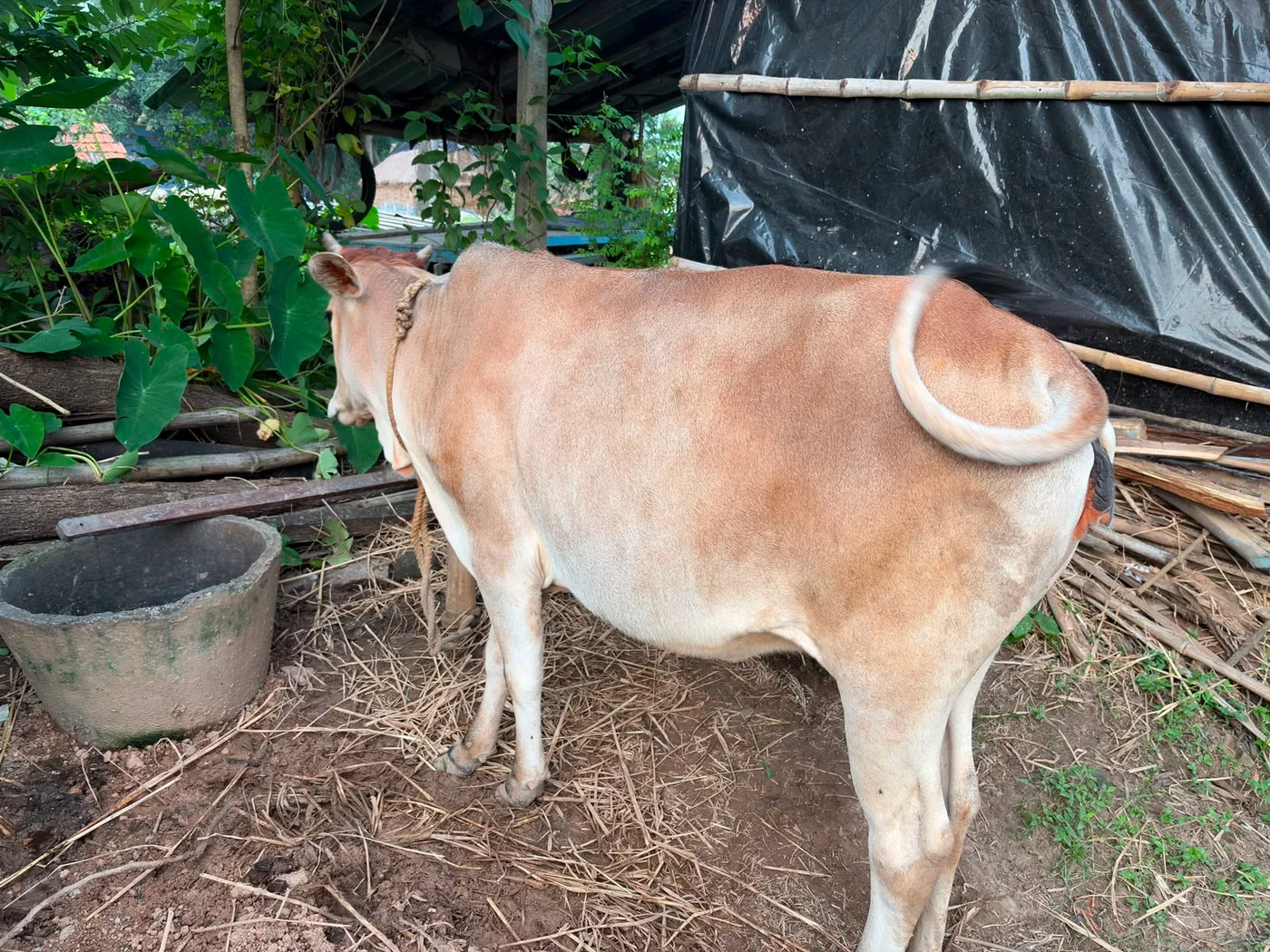 Others Cow in  WEST BENGAL
