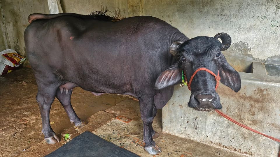 Murrah Buffalo M5279 in UTTAR PRADESH