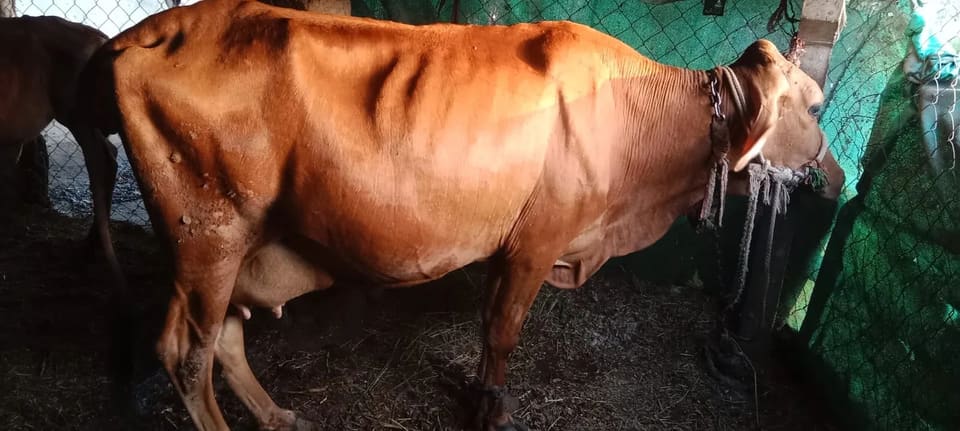 HF Cow H3210 in  GUJARAT