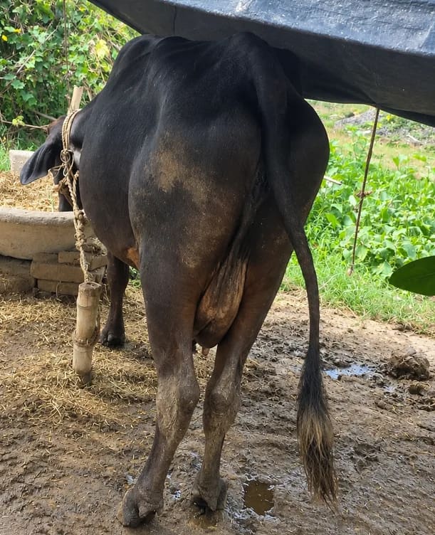 Sahiwal Cow in  BIHAR