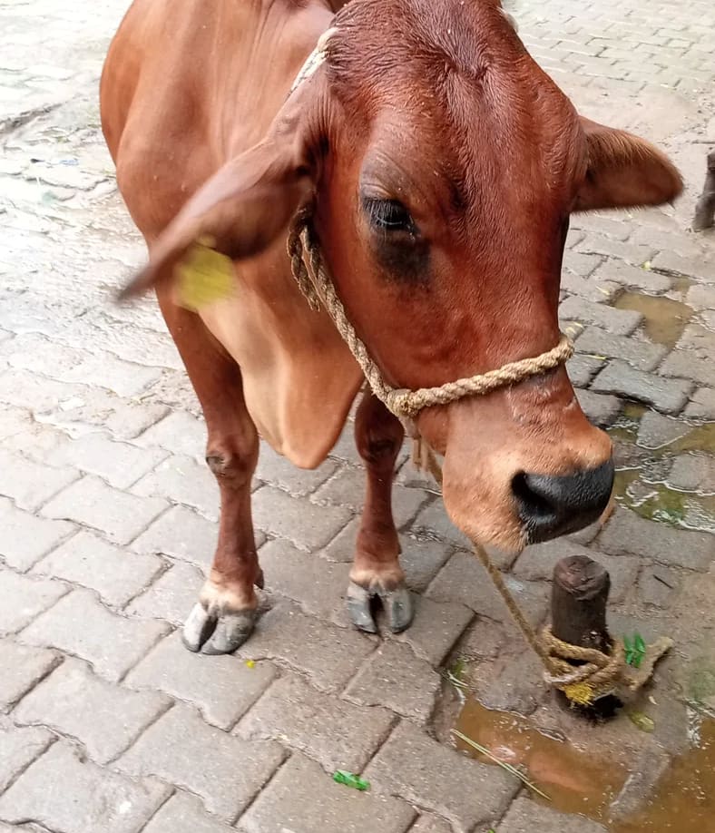Sahiwal Cow in  UTTAR PRADESH